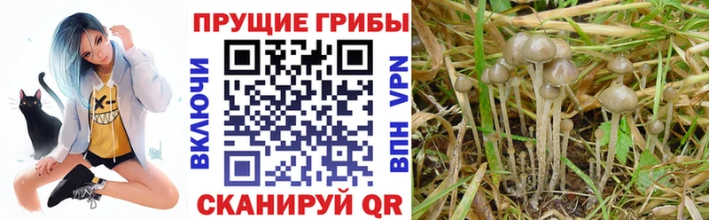 Галлюциногенные грибы прущие грибы  Купить закладки  Уржум 